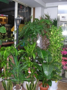 「お花の店　みょんみょん」　（千葉県千葉市稲毛区）の花屋店舗写真3